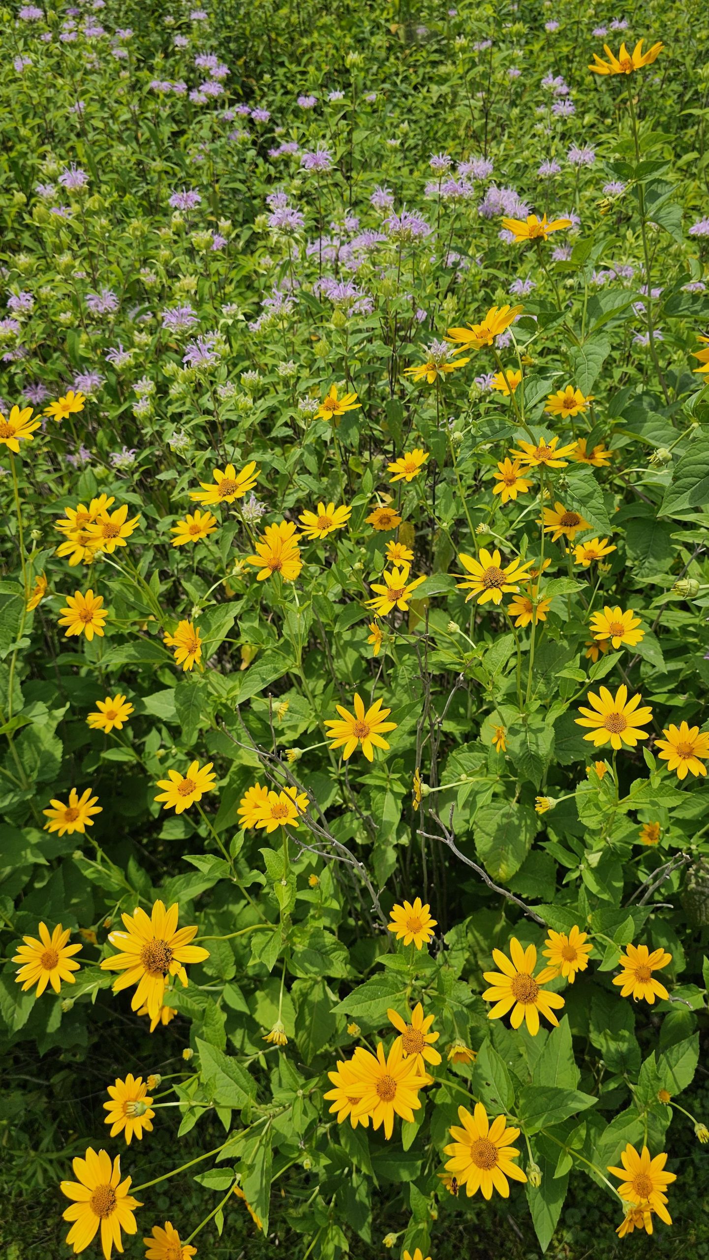 Rosedale Park wildflowers